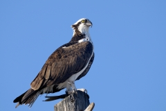 osprey, pandion haliaetus