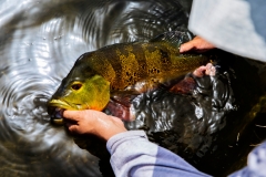 Exotic Peacock Bass