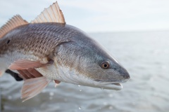 Louisiana Redfish