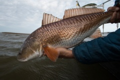 Louisiana Redfish