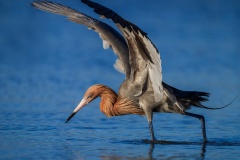 Reddish egret in breeding plumage fishing in pond in Florida