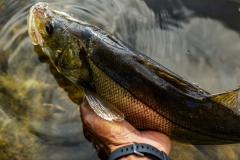 Releasing a freshwater snook back into the water