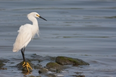 A snowy egret on rocks in the water