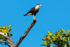 Gavilan Cara Cara