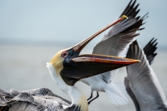 pelican and seagulls on the pier