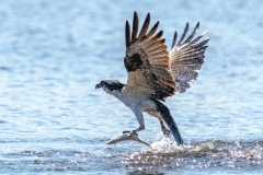 Osprey looking out fishing for a meal