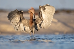 A reddish egret in Florida