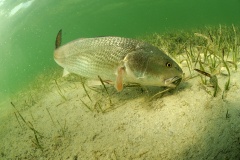 redfish fish swimming in ocean off of the florida coast