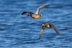 Eurasian teal in its natural enviroment in Denmark