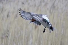 Eurasian wigeon in flight with vegetation in the background