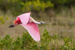 roseate-spoonbill-342268X